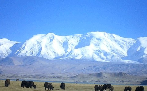 莎车天气预报30天查询,莎车县一个月天气