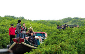 漳州红树林