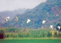 绍兴镜湖湿地公园