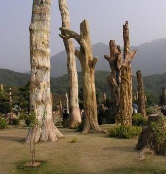 深圳仙湖化石森林天气