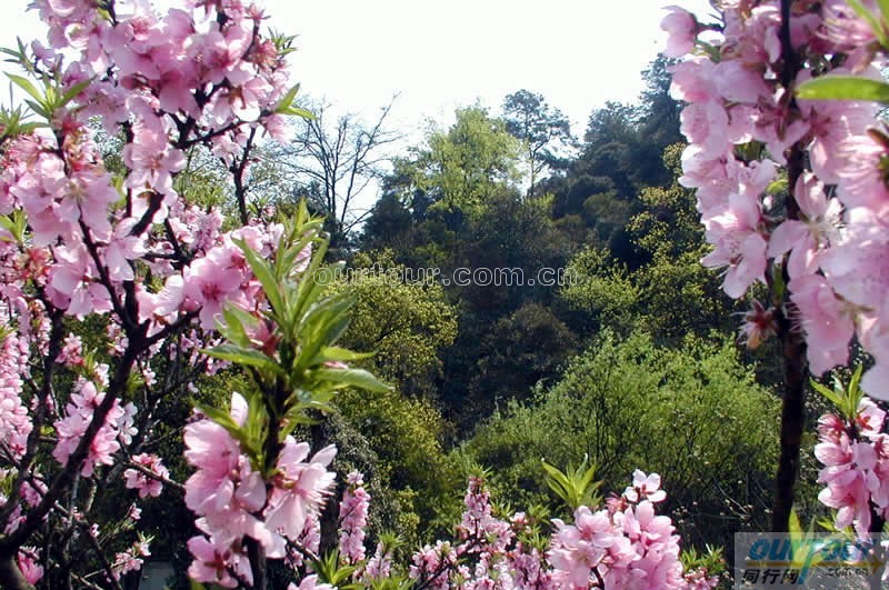 大同灵丘桃花山