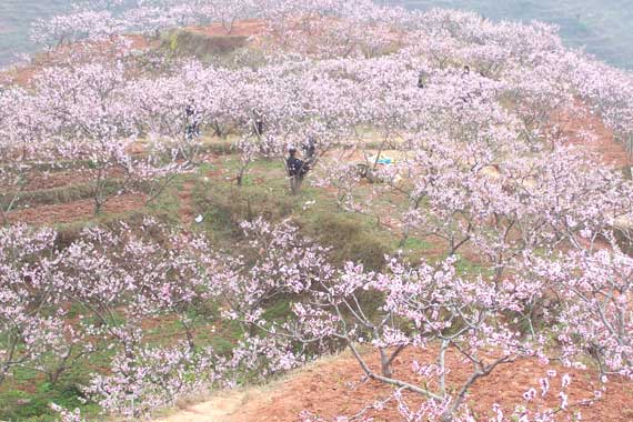 广汉松林桃花